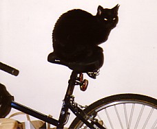 Cat on a bike